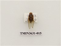 藏品(草蟬)的圖片